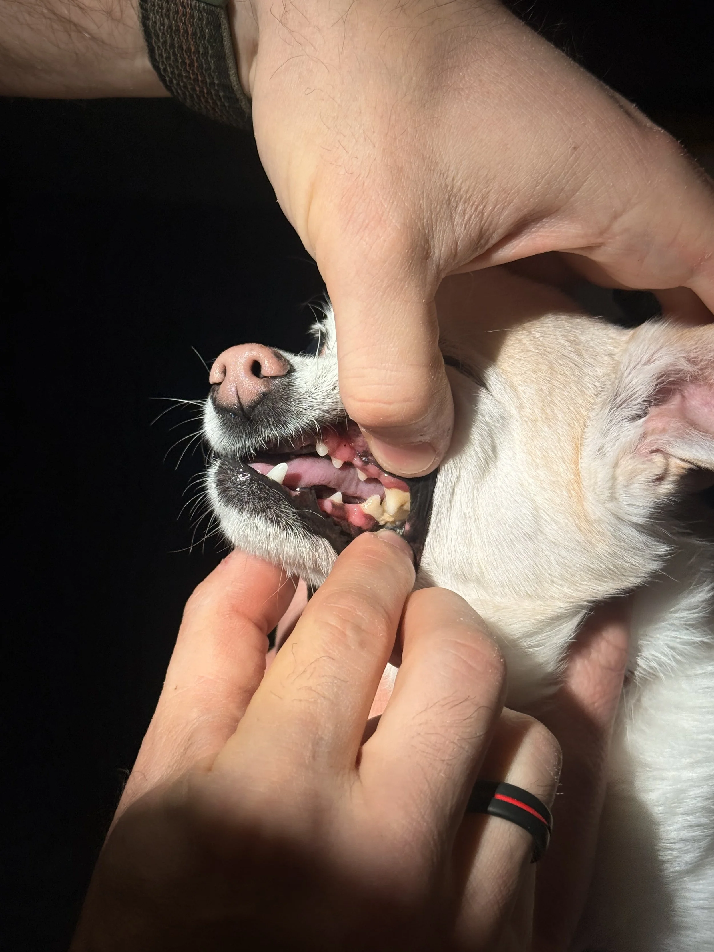 What Your Pet's Mouth Is Telling You (And Why Spring Is the Perfect Time to Listen)