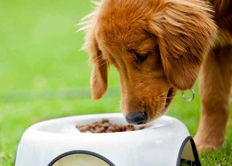 Is Your Pet Eating for the Season? What You Should Know About Summer Nutrition