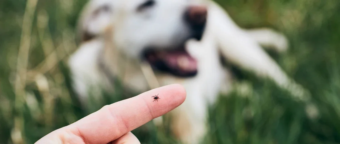 Ticks in Central Oregon: More Common Than You Think — And What to Do Before You Head Out