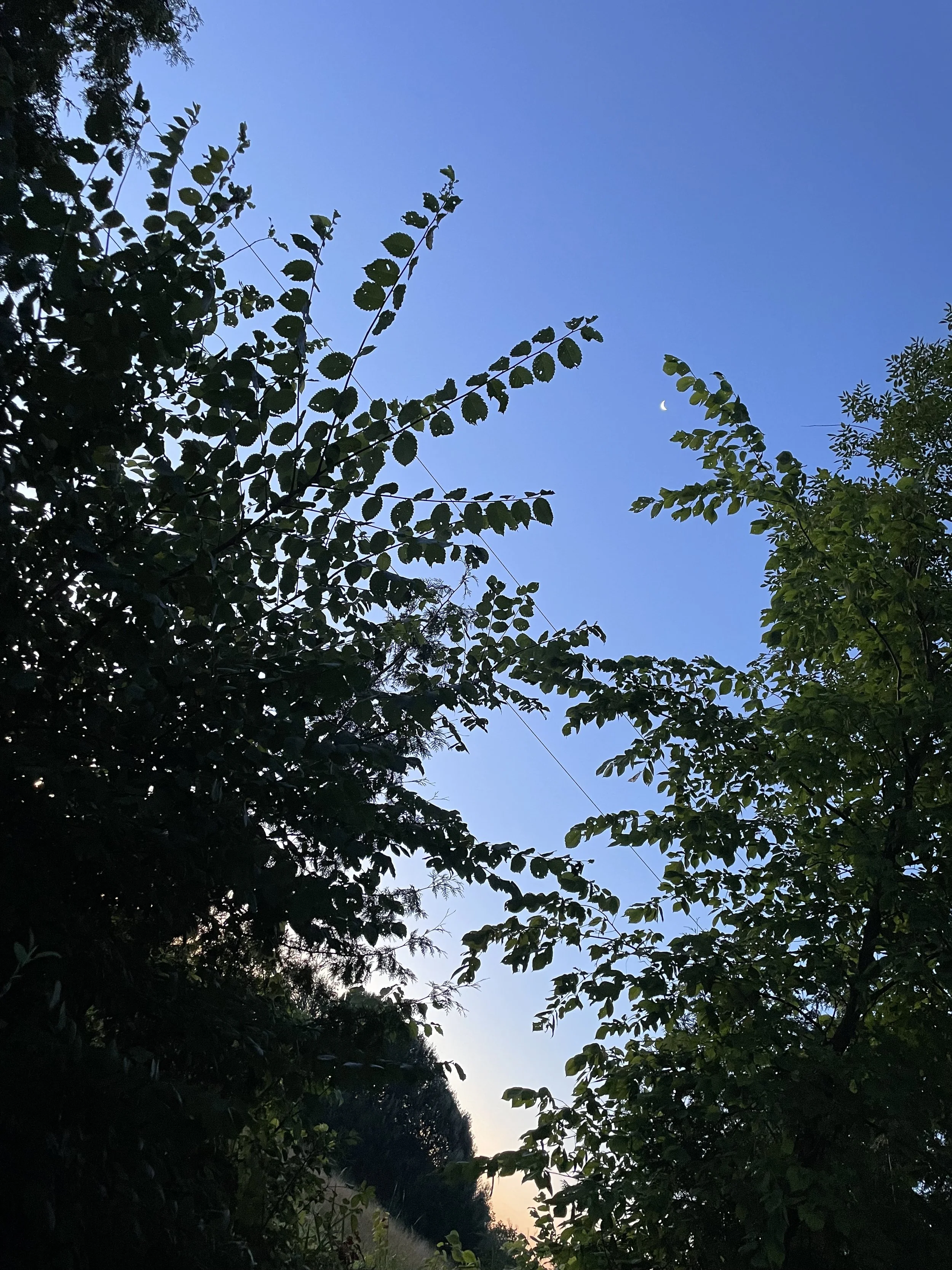 IMG_7482.jpeg