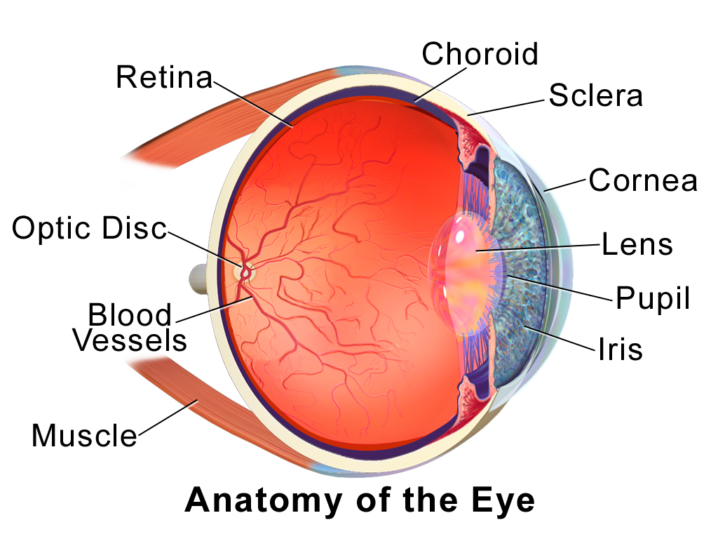 Anatomy image of the eye