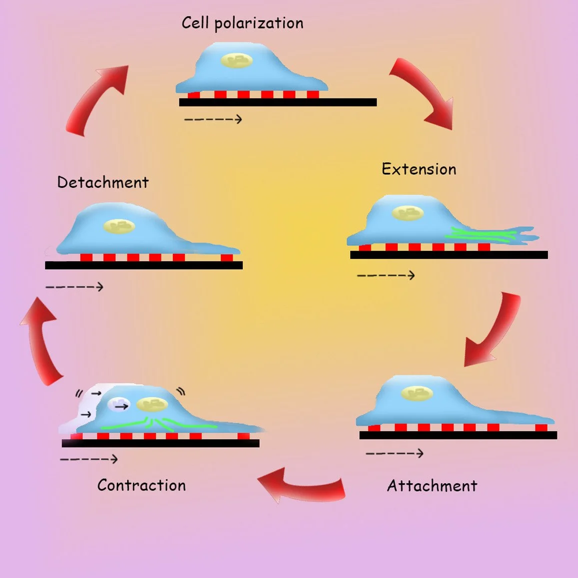 Diagram showing the steps involved in: - cell migration - cell polarization - extension - attachment - contraction - detachment