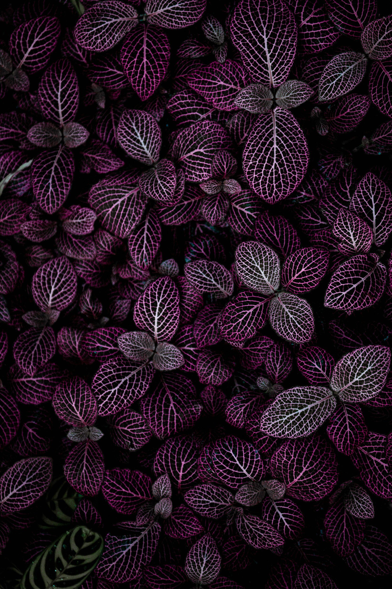 purple plant