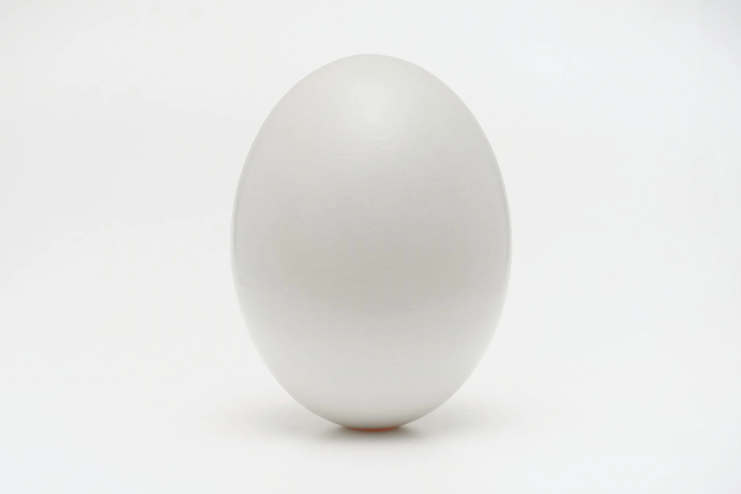 egg