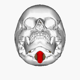 Medulla_oblongata_and_foramen_magnum_animation_small.gif