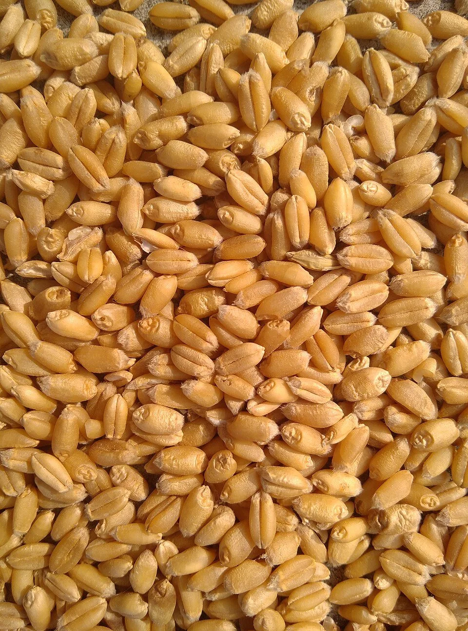 Dehusked wheat