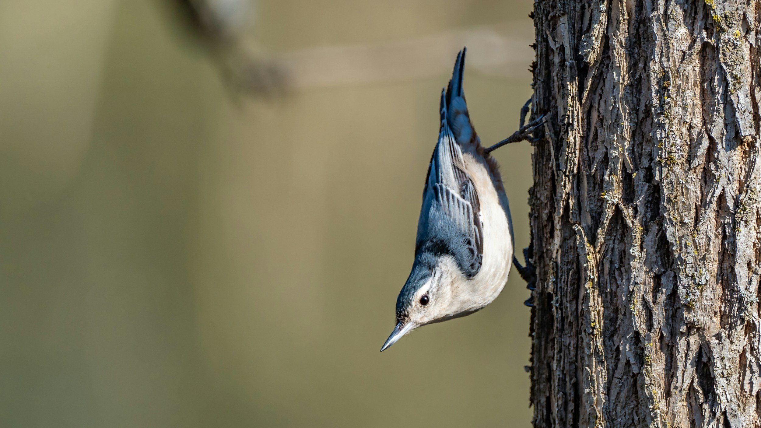 Why do nuthatches walk upside down?