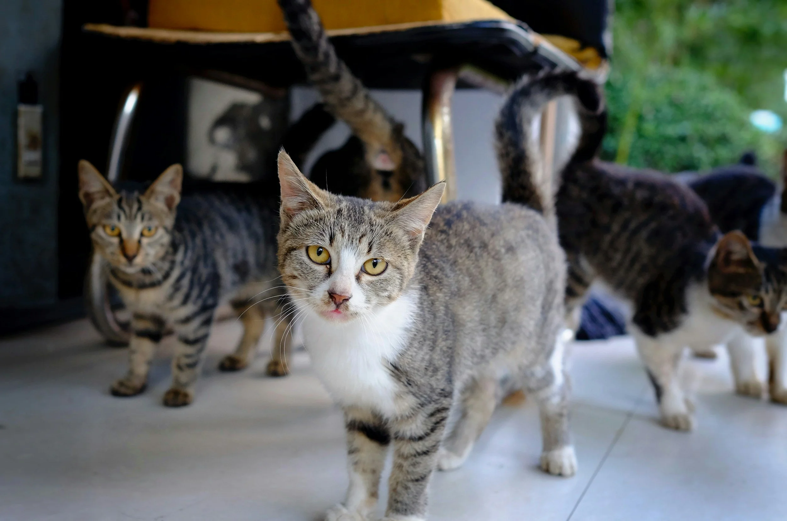 What determines the color pattern of a cat?