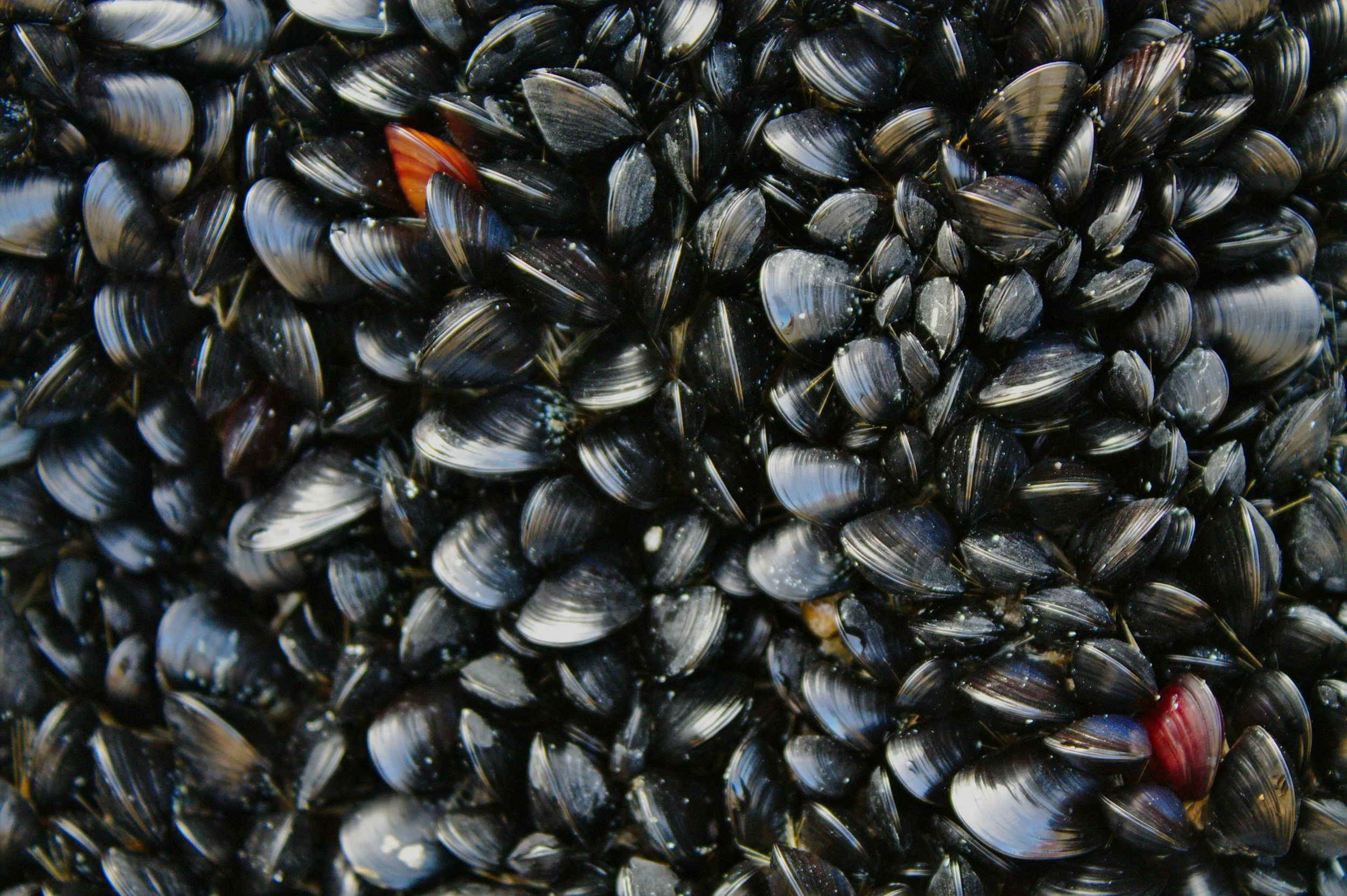 Why do clams squirt water?