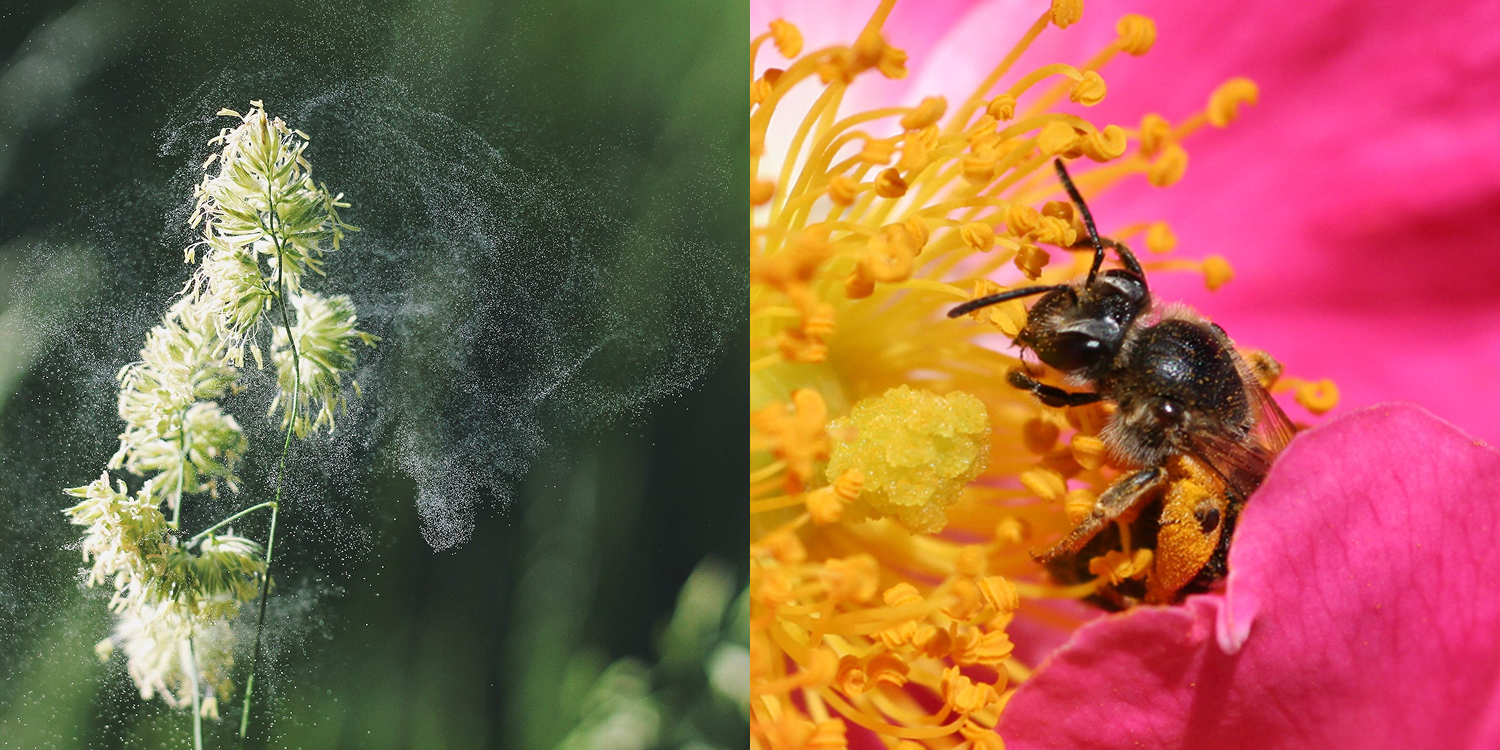 Why are some plants pollinated by wind and others pollinated by insects?
