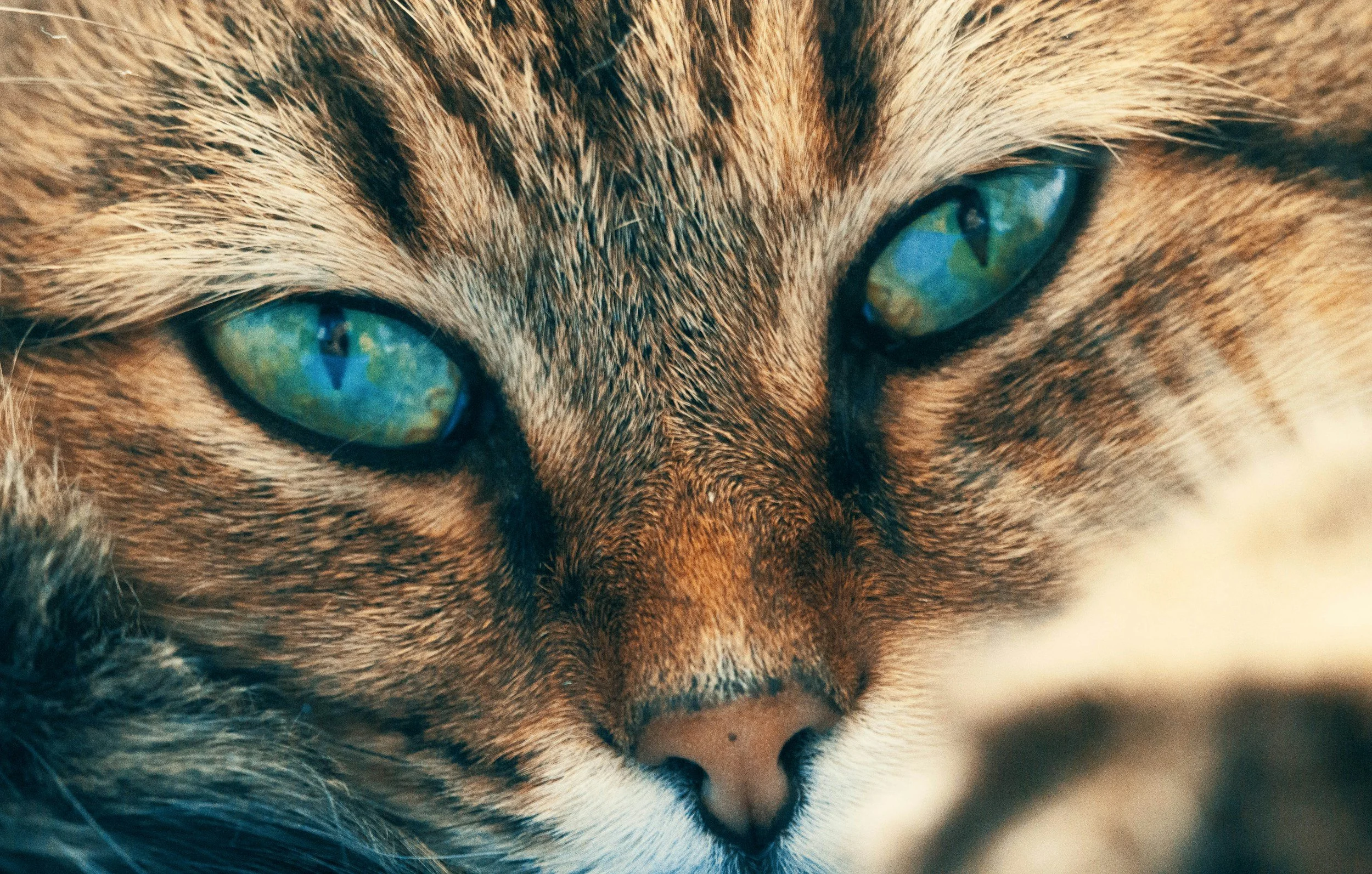 Why do cats have slit pupils​?