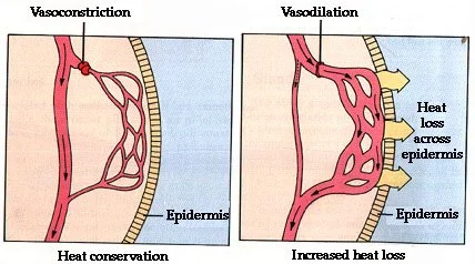 Diagrams showing vasoconstriction and vasodilation for heat conservation and increased heat loss.