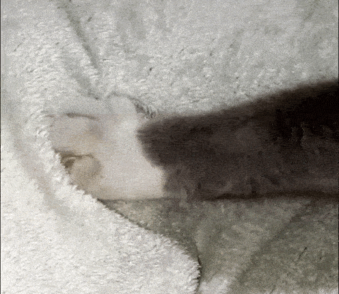 GIF of a cat with grey and white fur kneading a blanket