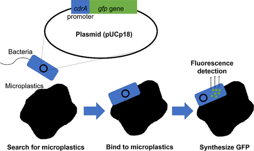 Diagram showing how bacteria bind to microplastics and becomes fluorescent.