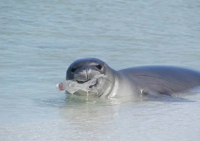 seal eating a water bottle.