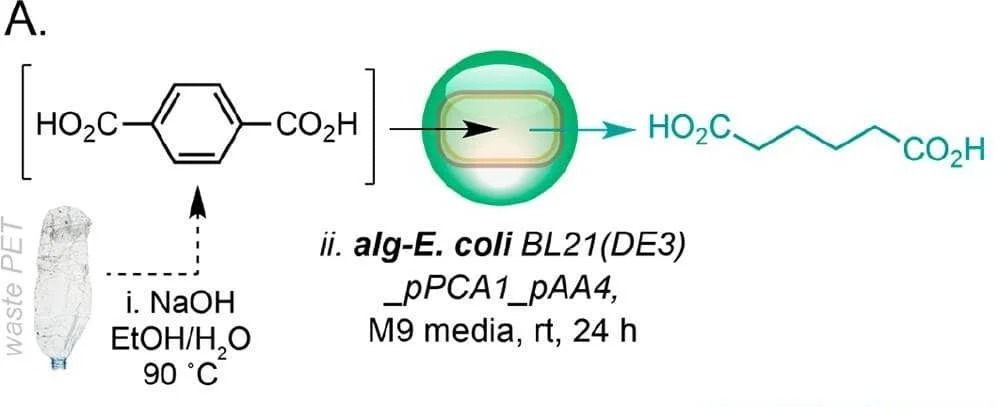 Diagram showing how engineered E. coli can be used for biodegradation.