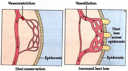vasoconstriction and vasodilation leading to heat conservation and increased heat loss, respectively