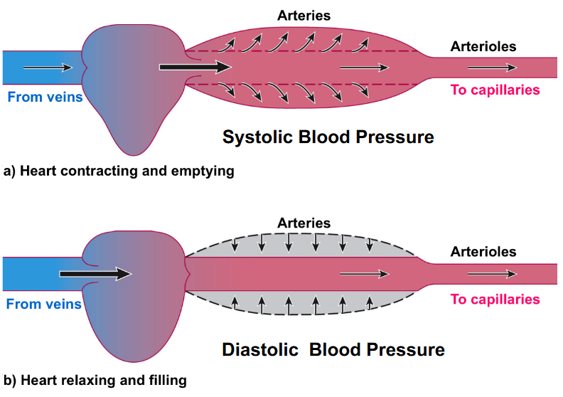 diagram of systolic and diastolic blood pressure