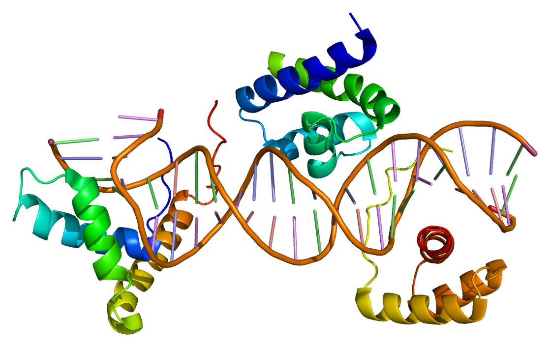 3D model of gene regulator protein SOX2