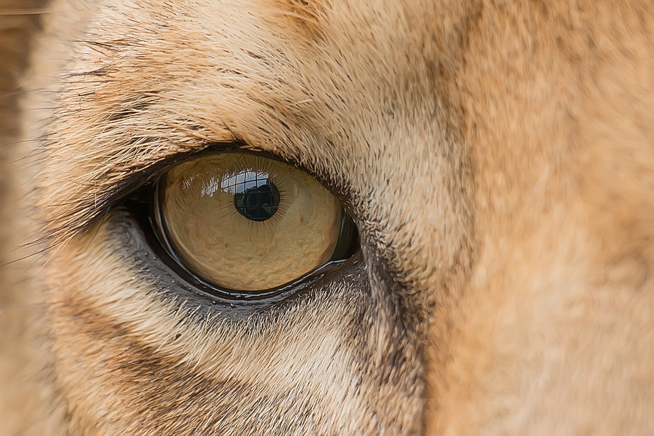 Close-up image of a lion's eye with a round pupil