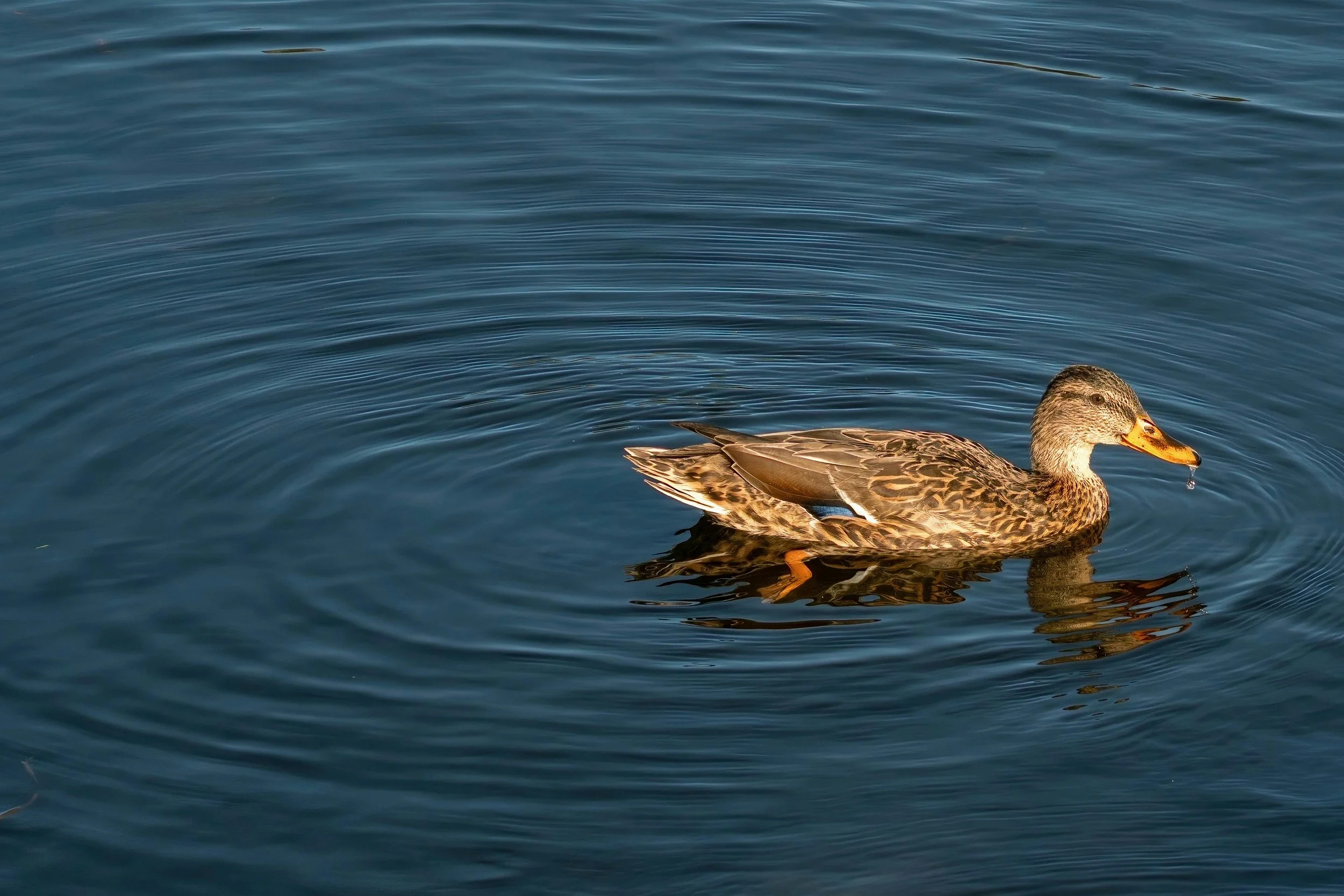 Duck swimming across a pond.