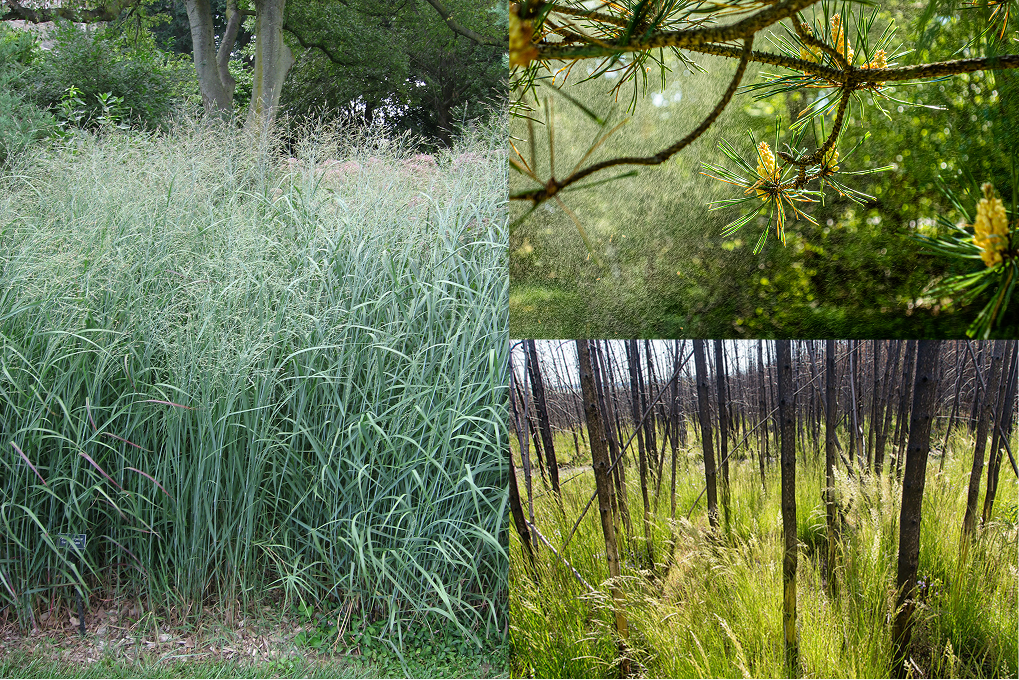 Grid showing wind pollinator plants