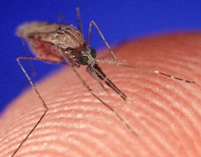 Close-up of a mosquito on a person's finger