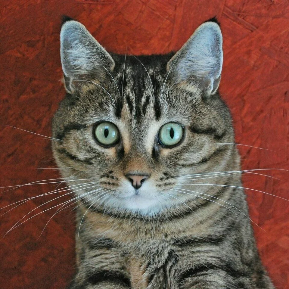 Tabby cat with characteristic agouti hairs, M-shaped forehead mark, and eyeliner fur.