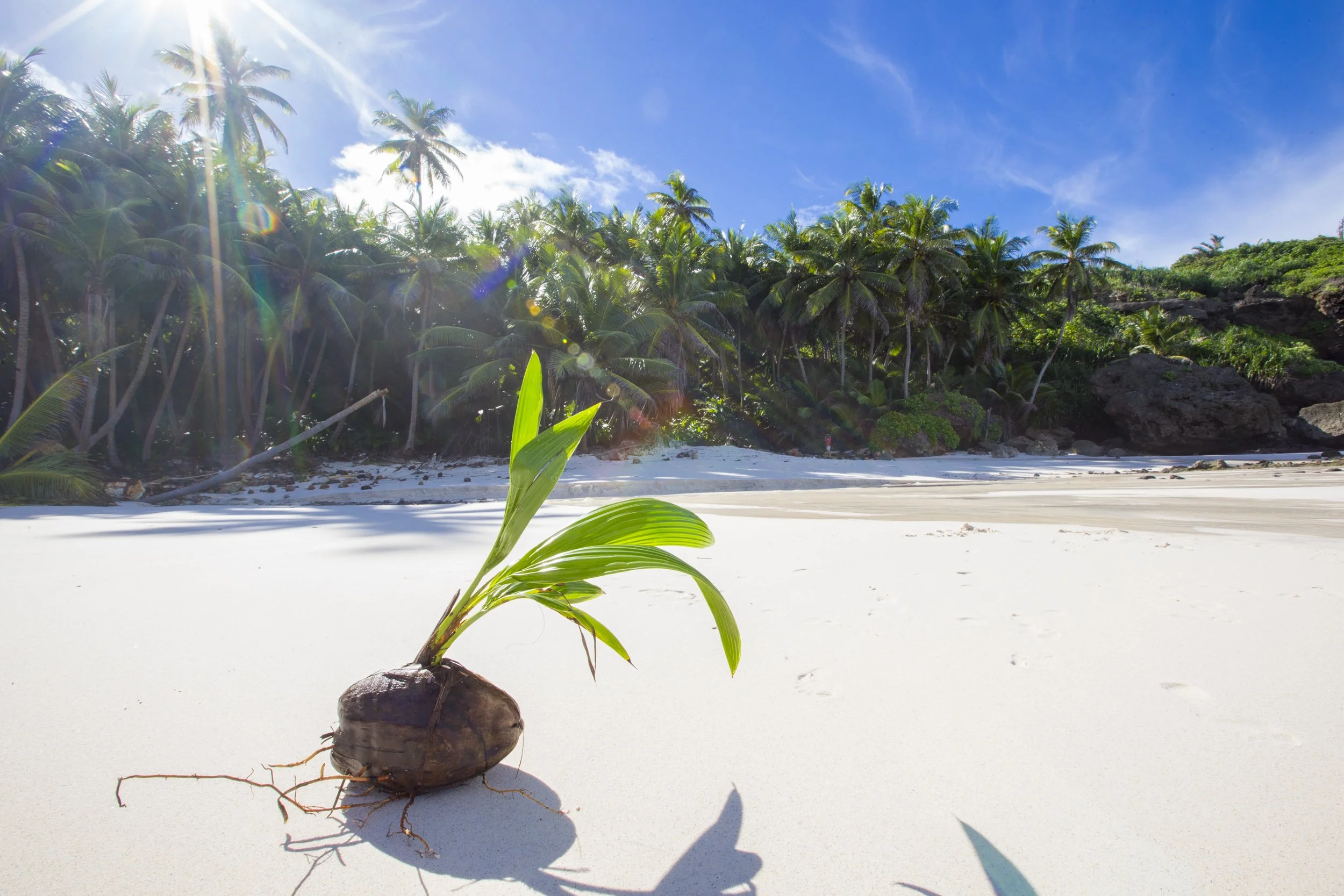 Coconut seedling germinating on a sandy beach.