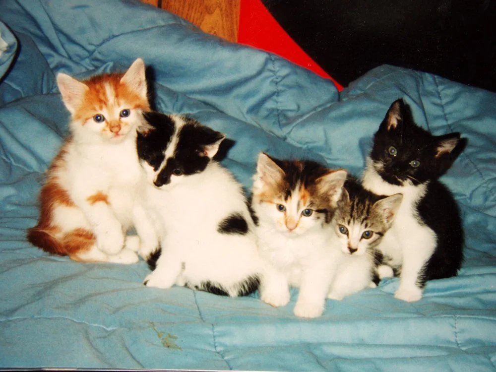 Litter of five kittens of different colors