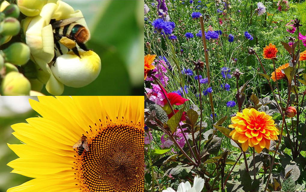 Grid of three photos showing insect pollinator plants