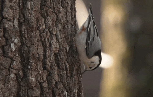 Gif of a nuthatch foraging insects in a tree bark, while hanging upside down