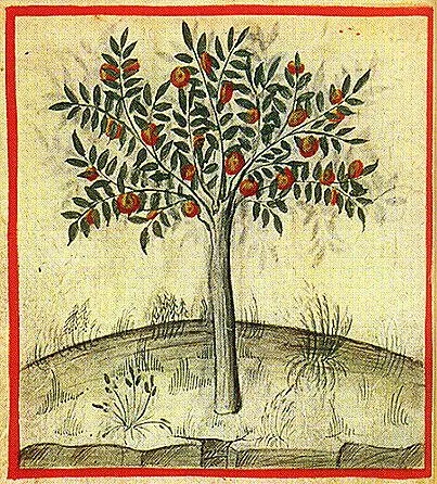 14th century illustration of an orange tree found in a medieval medicinal handbook.