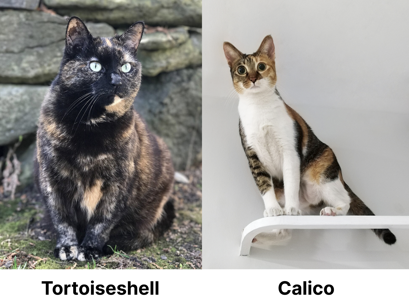 A tortoiseshell and calico cat.