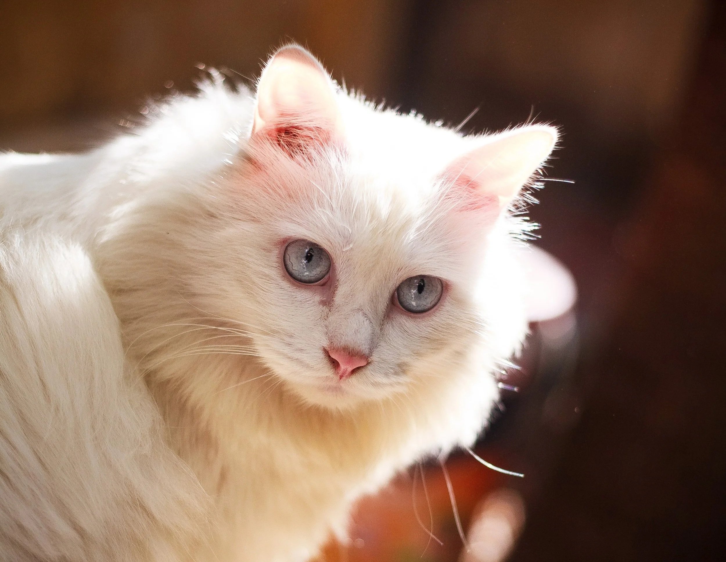 Picture of a white cat with blue eyes.