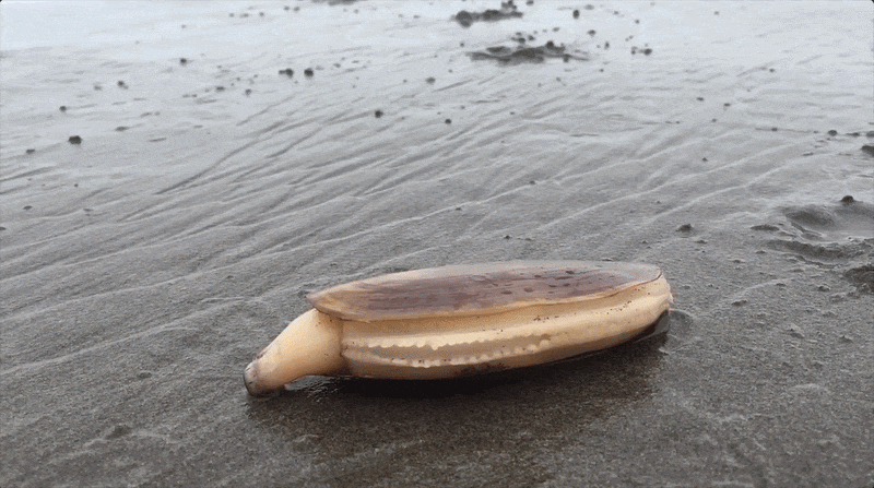 A video of a Pacific razor clam burying itself in sand at 5x speed.