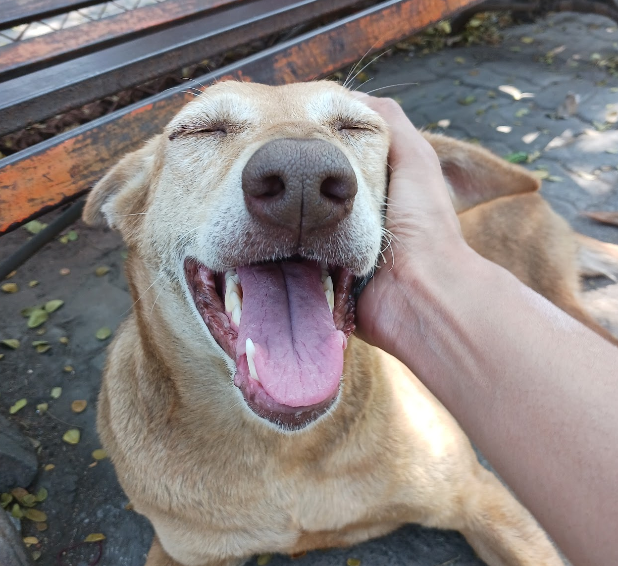 Happy dog getting a scratch.