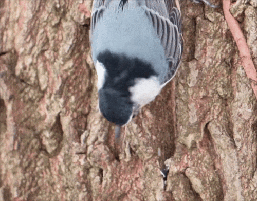 GIF of Nuthatch hammering on a seed to get at the insides