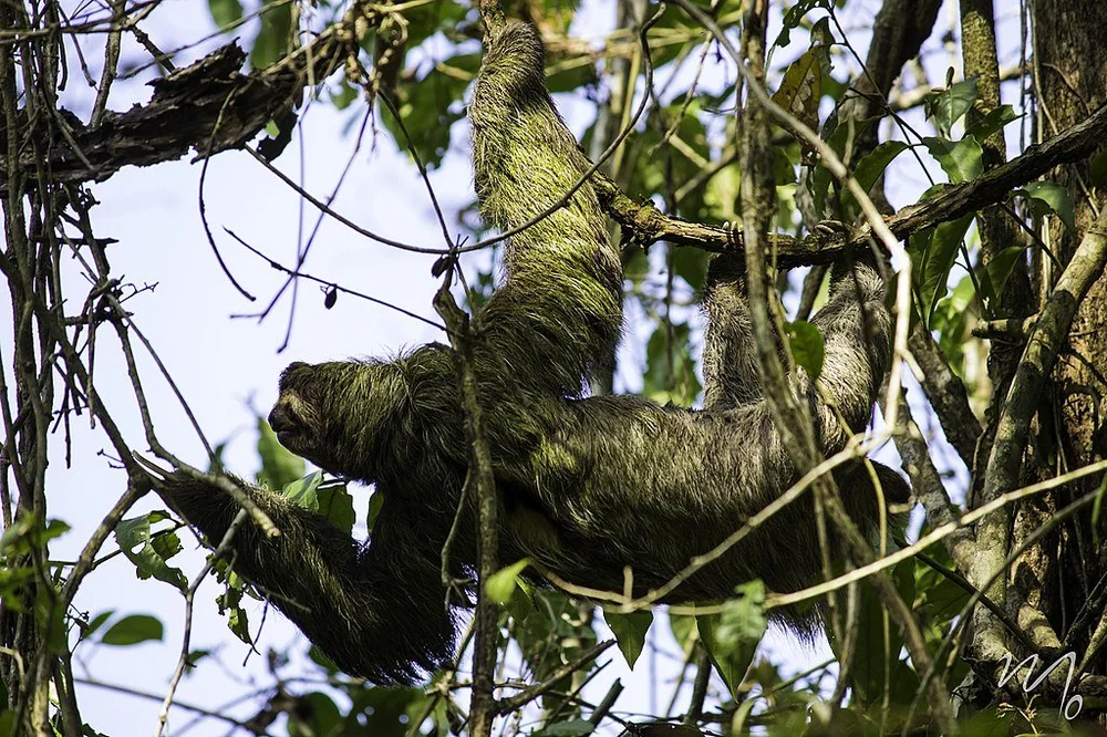 How are sloths not extinct yet from natural selection? — Today You ...