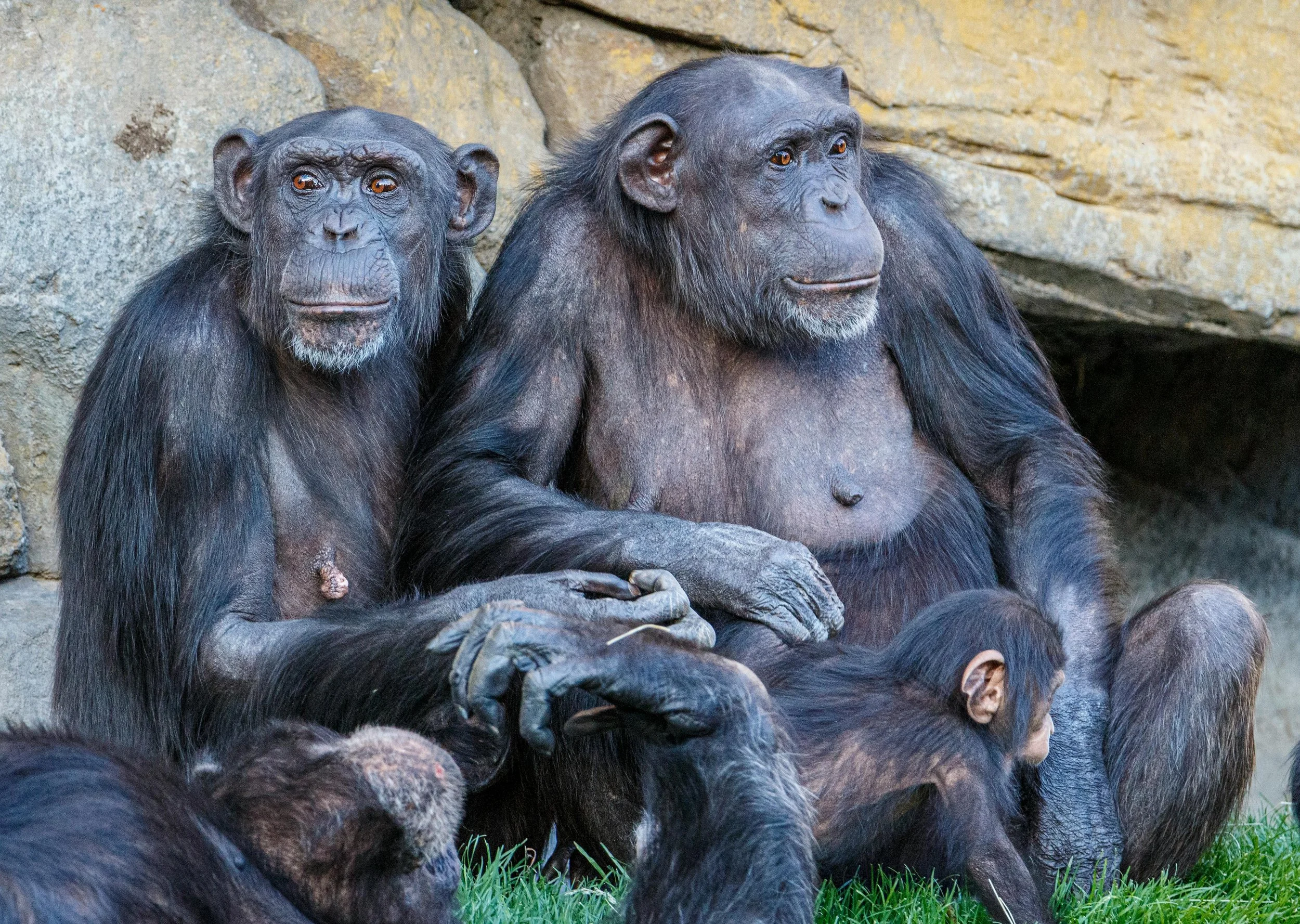 Chimpanzee adults watching over a baby.