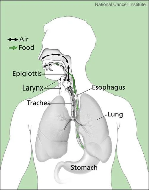 a diagram showing the close proximity of the trachea and the esophagus