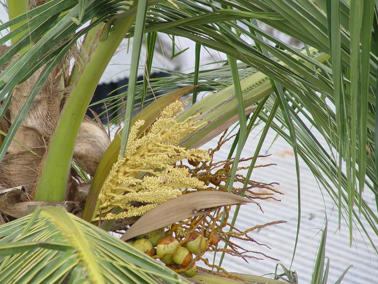 A coconut flower.