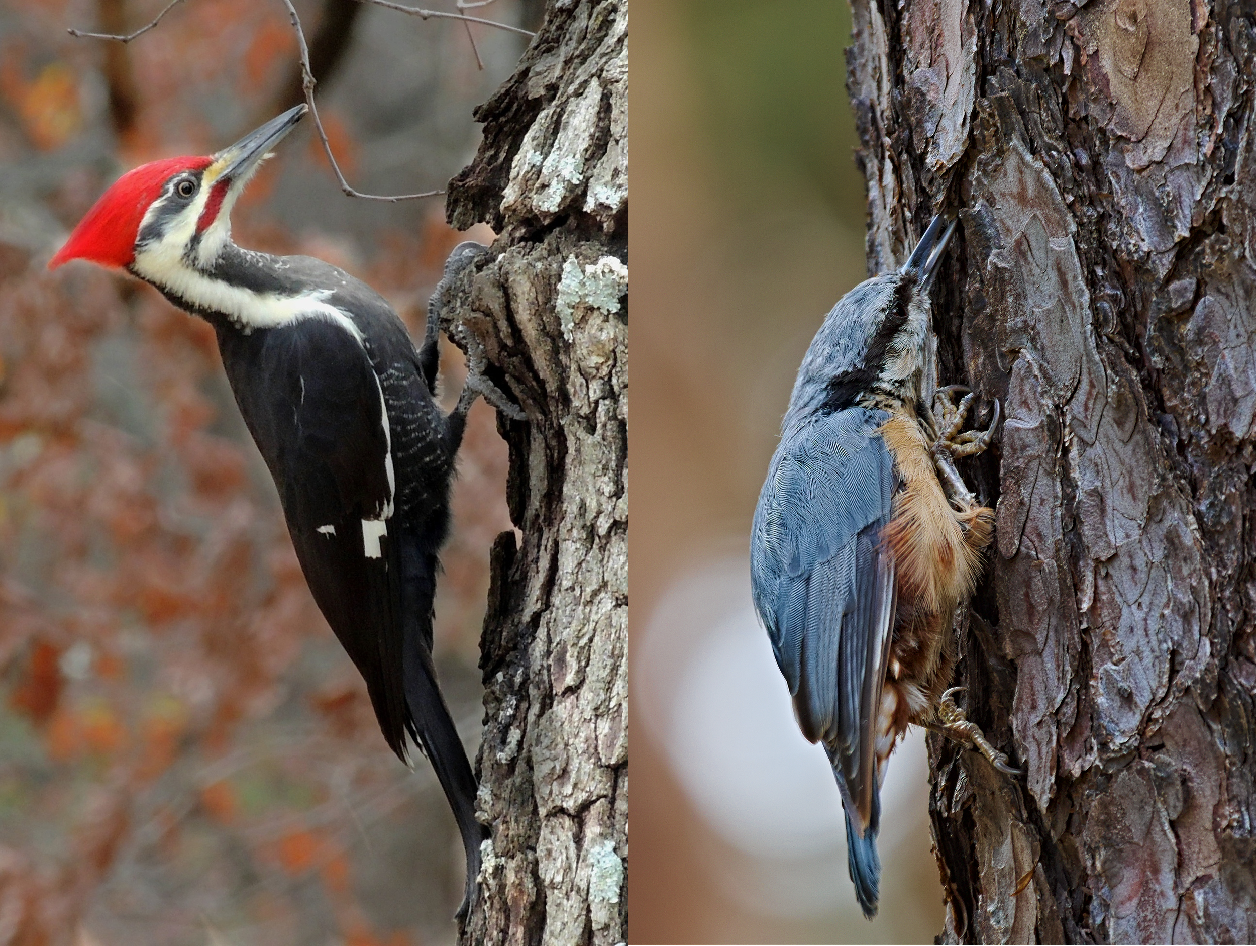 Left a woodpecker, right a nuthatch.