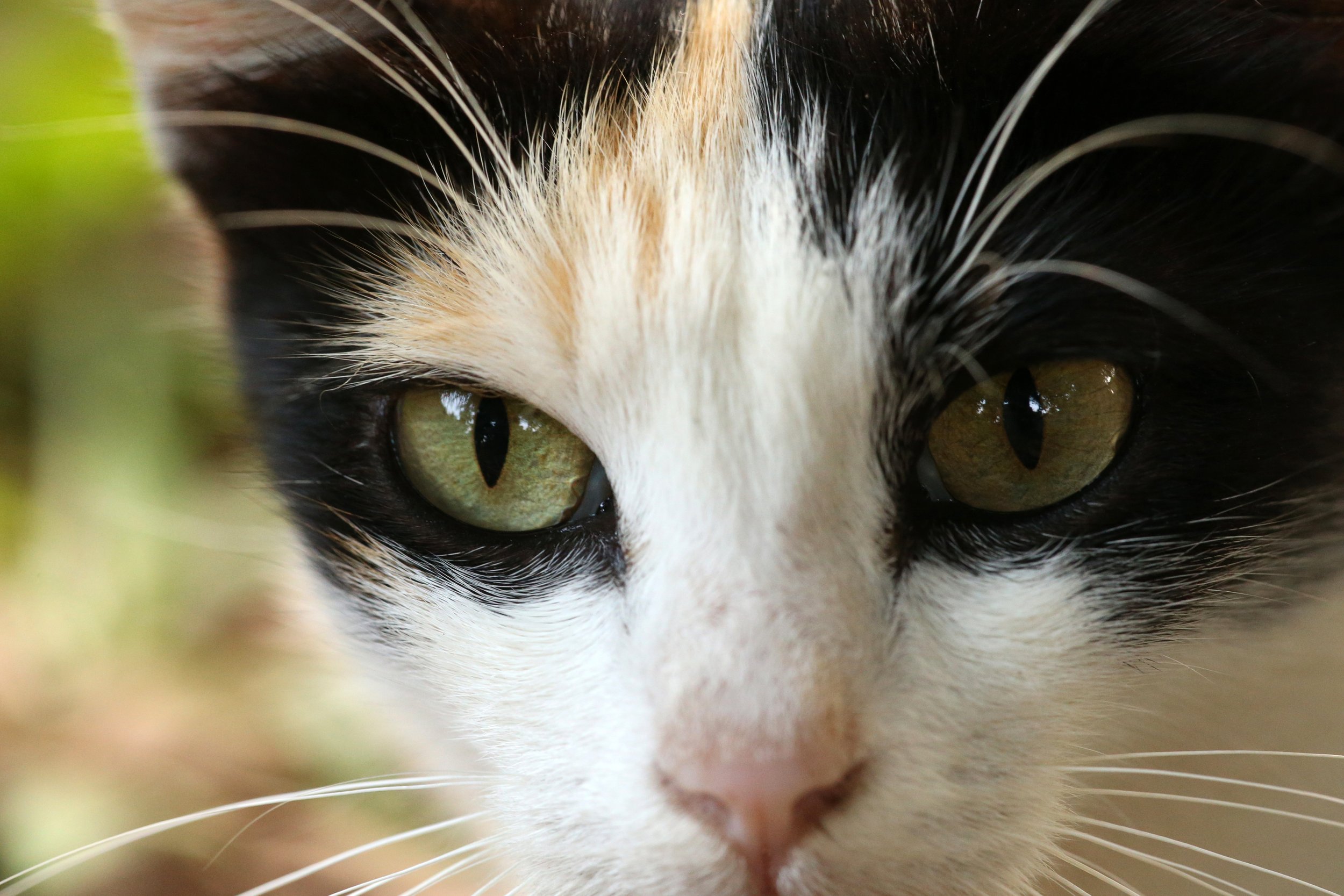 The cat's eyes with vertically slit pupils