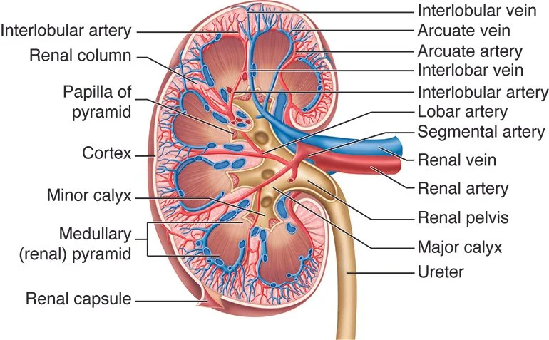 diagram of kidney vascularization