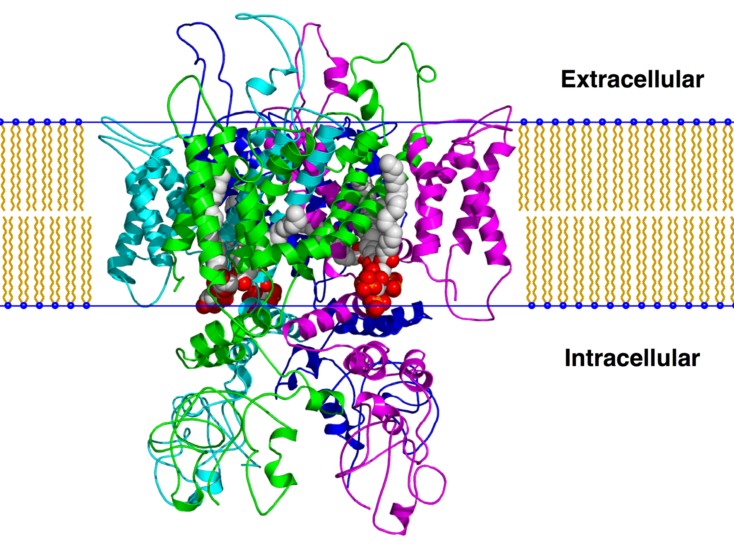 A model of the TRPV1 ion channel.