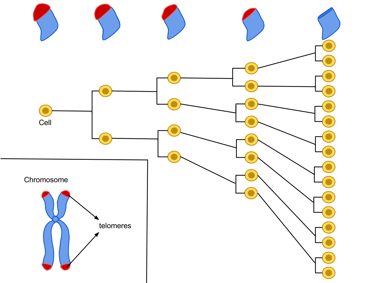 Diagram showing the Hayflick limit of cell division.
