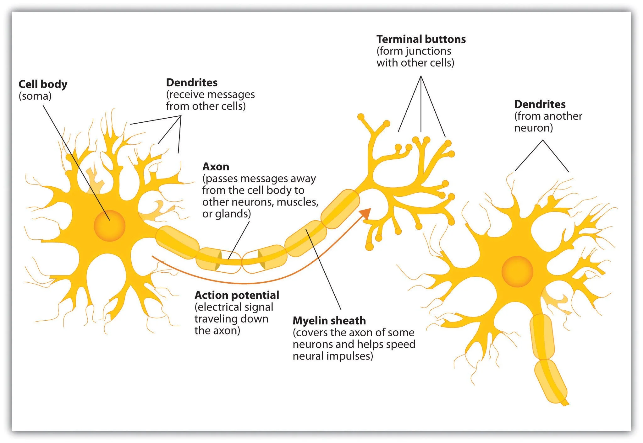 Diagram showing the components of a neuron, including dendrites and axon.