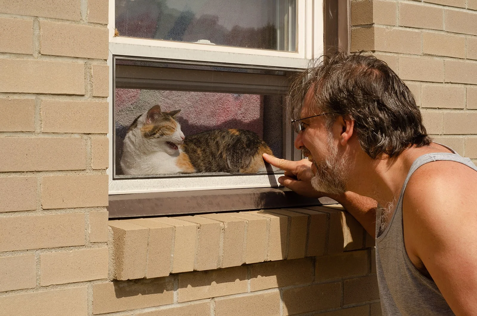 Calico cat mews at her human Dad through the first-floor bathroom window on a sunny day in Ambridge, PA.