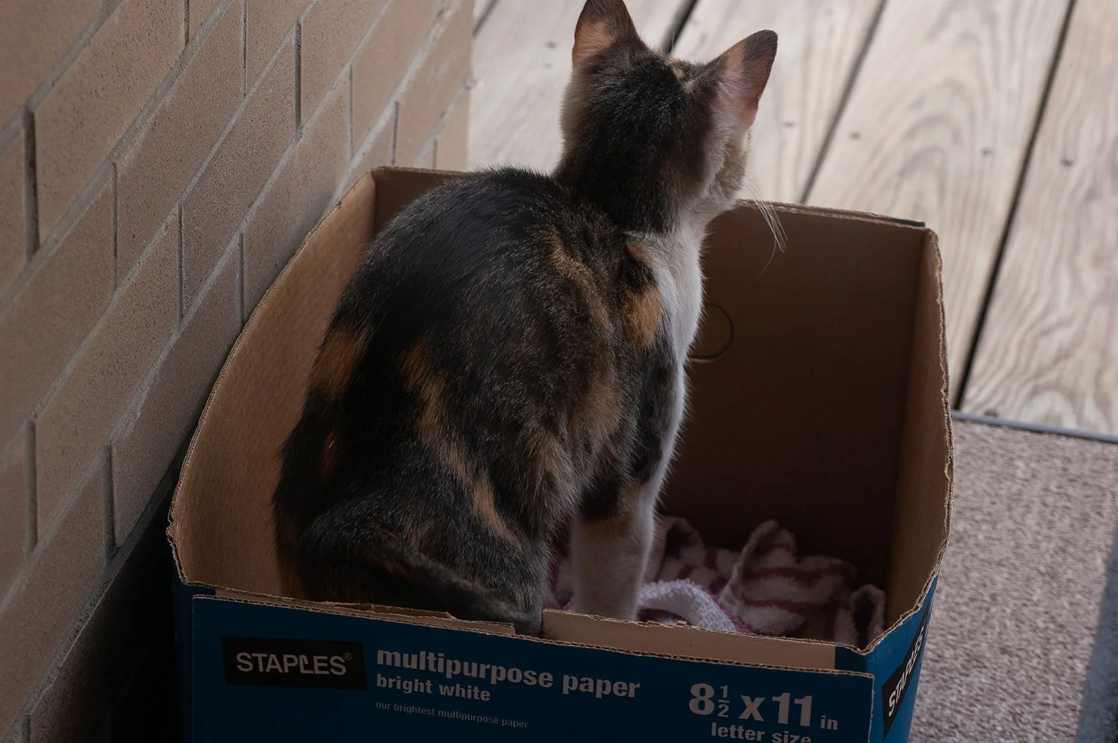 Calico kitten stretches from her temporary living box on a porch in Ambridge. She's been a happy indoor house cat since 2012.
